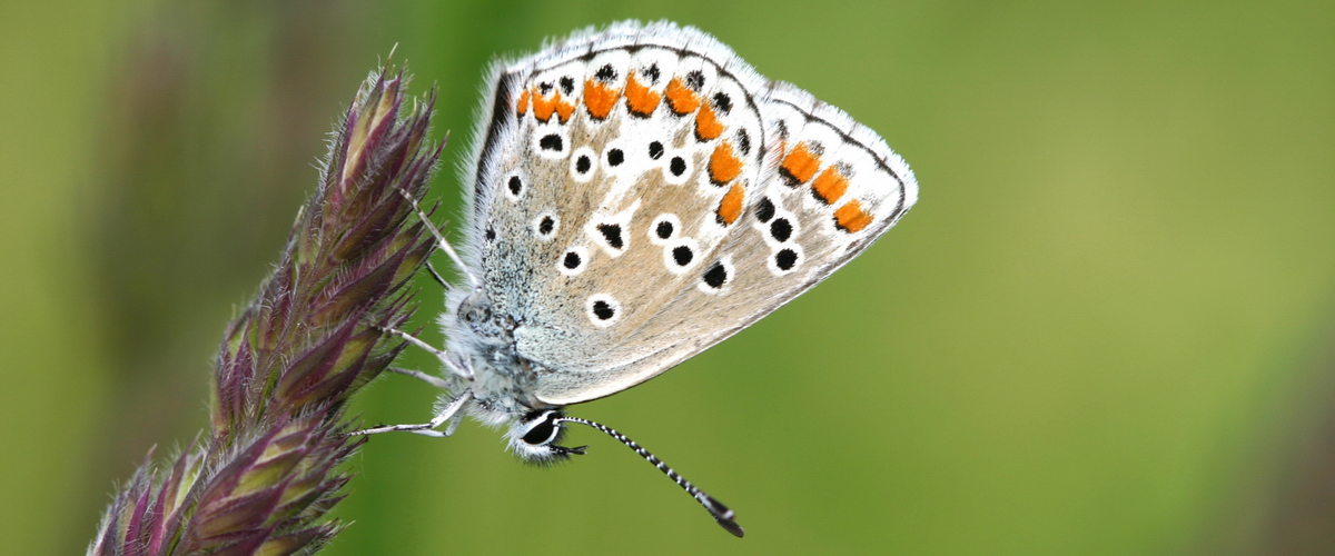 Aricia agestis slider